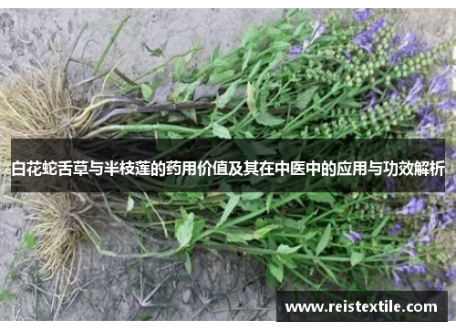 白花蛇舌草与半枝莲的药用价值及其在中医中的应用与功效解析 白花蛇舌草与半枝莲的药用价值及其在中医中的应用与功效解析